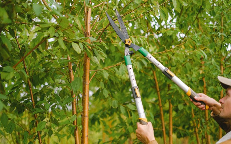 Tree trimming in Cantril, IA